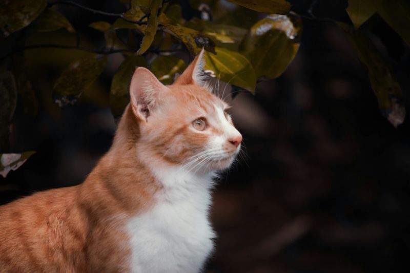 캣츠빌리지 - Image 6